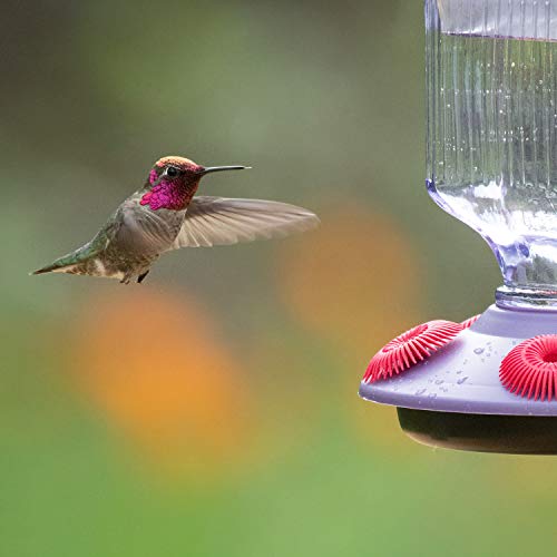 Lavender Field Glass Hummingbird Feeder Purple 16 oz N9787