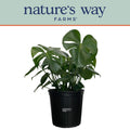 Philodendron Monstera Live Plant in growers pot M4698