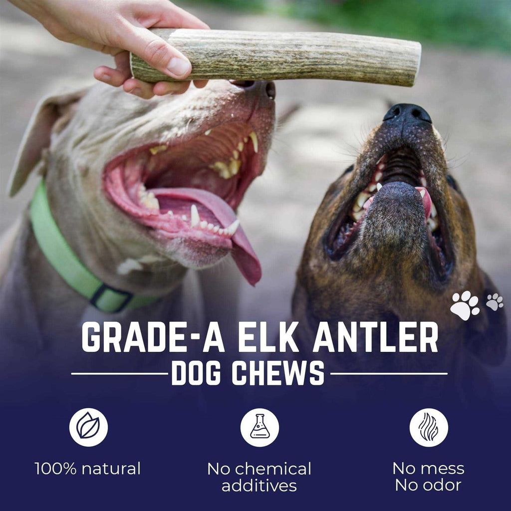 Elk Antler Dog Chew H795