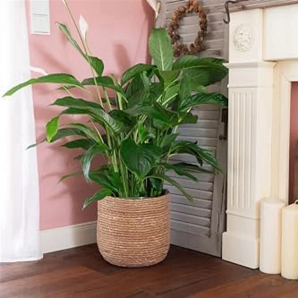 Seagrass Flower Pot - Woven Decorative Basket with Film Insert X4115