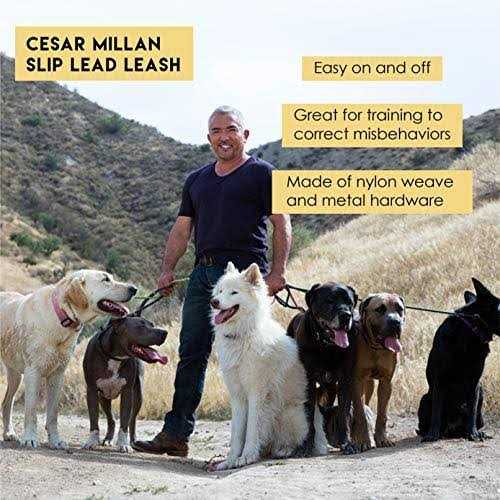 Slip Lead Leash 2-in-1 Dog Training Lead & Collar P238851