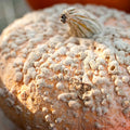 Pumpkin Garden Seeds 1 oz Heirloom Decorative Pink Skin with Bumps N680