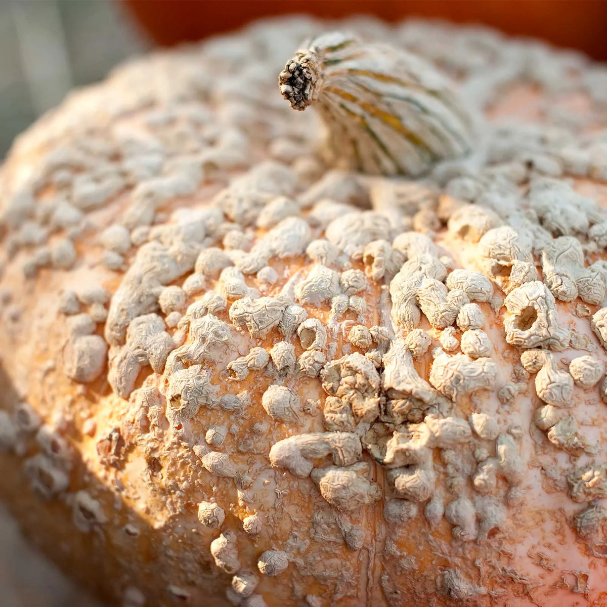 Pumpkin Garden Seeds 1 oz Heirloom Decorative Pink Skin with Bumps N680